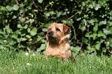 NORFOLK TERRIER 032